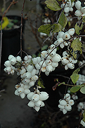 Snowberry (Symphoricarpos albus) at Mainescape Nursery