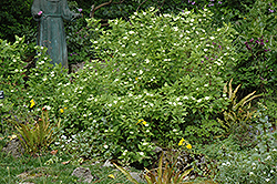 White Heliotrope (Heliotropium arborescens 'Album') at Mainescape Nursery