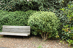 Common Boxwood (Buxus sempervirens) at Mainescape Nursery