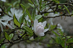 Pink Star Magnolia (Magnolia stellata 'Rosea') at Mainescape Nursery