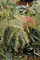 Flaming Silver Japanese Pieris (Pieris japonica 'Flaming Silver') at Mainescape Nursery