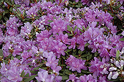 Purple Gem Rhododendron (Rhododendron 'Purple Gem') at Mainescape Nursery