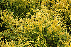 Golden Mop Falsecypress (Chamaecyparis pisifera 'Golden Mop') at Mainescape Nursery