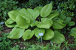 Sum and Substance Hosta (Hosta 'Sum and Substance') at Mainescape Nursery