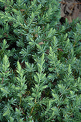 Blue Pacific Shore Juniper (Juniperus conferta 'Blue Pacific') at Mainescape Nursery