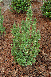 Upright Rosemary (Rosmarinus officinalis 'Upright') at Mainescape Nursery