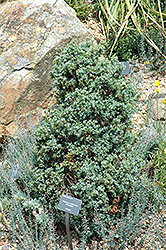 Berkshire Juniper (Juniperus communis 'Berkshire') at Mainescape Nursery