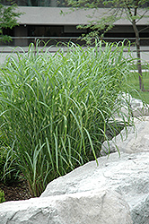Zebra Grass (Miscanthus sinensis 'Zebrinus') at Mainescape Nursery