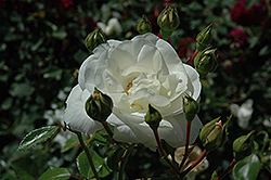 White Dawn Rose (Rosa 'White Dawn') at Mainescape Nursery