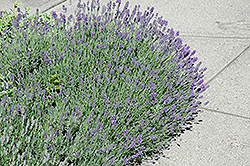 Munstead Lavender (Lavandula angustifolia 'Munstead') at Mainescape Nursery