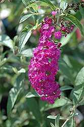 Royal Red Butterfly Bush (Buddleia davidii 'Royal Red') at Mainescape Nursery