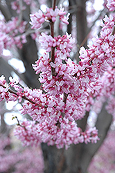 Eastern Redbud (Cercis canadensis) at Mainescape Nursery