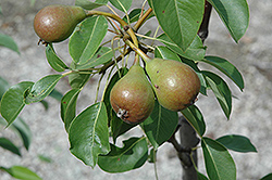 Moonglow Pear (Pyrus communis 'Moonglow') at Mainescape Nursery