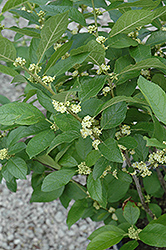 Southern Gentleman Winterberry (Ilex verticillata 'Southern Gentleman') at Mainescape Nursery