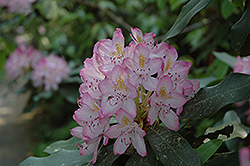 Independence Rosebay Rhododendron (Rhododendron maximum 'Independence') at Mainescape Nursery