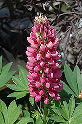 Gallery Red Lupine (Lupinus 'Gallery Red') at Mainescape Nursery