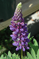 Gallery Blue Lupine (Lupinus 'Gallery Blue') at Mainescape Nursery