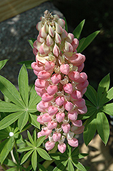 Russell Pink Shades Lupine (Lupinus 'Russell Pink Shades') at Mainescape Nursery