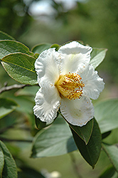 Japanese Stewartia (Stewartia pseudocamellia) at Mainescape Nursery