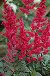Fanal Astilbe (Astilbe x arendsii 'Fanal') at Mainescape Nursery