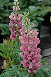 Gallery Pink Lupine (Lupinus 'Gallery Pink') at Mainescape Nursery