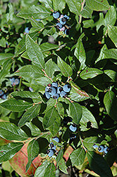 Lowbush Blueberry (Vaccinium angustifolium) at Mainescape Nursery