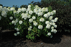 Phantom Hydrangea (Hydrangea paniculata 'Phantom') at Mainescape Nursery