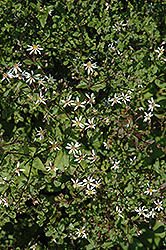 Raiche Form White Wood Aster (Eurybia divaricata 'Raiche Form') at Mainescape Nursery
