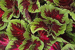 Kong Red Coleus (Solenostemon scutellarioides 'Kong Red') at Mainescape Nursery