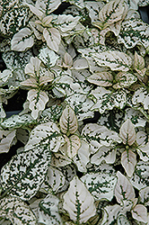 Splash Select White Polka Dot Plant (Hypoestes phyllostachya 'PAS2343') at Mainescape Nursery