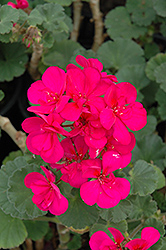 Tango Violet Geranium (Pelargonium 'Tango Violet') at Mainescape Nursery