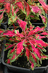 Pink Chaos Coleus (Solenostemon scutellarioides 'Pink Chaos') at Mainescape Nursery