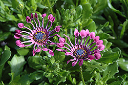 Serenity Lavender Bliss African Daisy (Osteospermum 'Serenity Lavender Bliss') at Mainescape Nursery