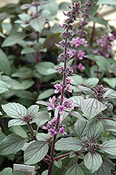 African Blue Basil (Ocimum 'African Blue') at Mainescape Nursery