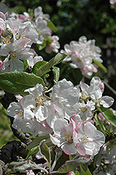 Wealthy Apple (Malus 'Wealthy') at Mainescape Nursery