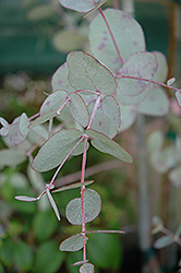 Cider Gum (Eucalyptus gunnii) at Mainescape Nursery