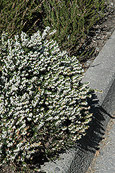 Springwood White Heath (Erica carnea 'Springwood White') at Mainescape Nursery