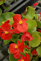 Prelude Scarlet Begonia (Begonia 'Prelude Scarlet') at Mainescape Nursery