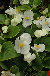 Prelude White Begonia (Begonia 'Prelude White') at Mainescape Nursery
