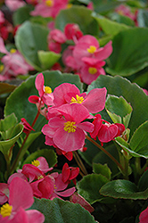 Prelude Rose Begonia (Begonia 'Prelude Rose') at Mainescape Nursery