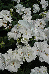 Tango White Geranium (Pelargonium 'Tango White') at Mainescape Nursery