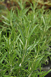 Barbeque Sky Rosemary (Rosmarinus officinalis 'Barbeque Sky') at Mainescape Nursery