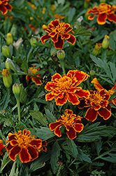 Durango Flame Marigold (Tagetes patula 'Durango Flame') at Mainescape Nursery