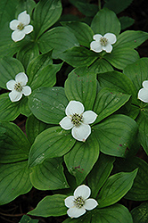 Bunchberry (Cornus canadensis) at Mainescape Nursery