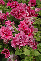 Double Madness Sheer Petunia (Petunia 'Double Madness Sheer') at Mainescape Nursery