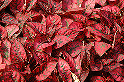 Splash Select Red Polka Dot Plant (Hypoestes phyllostachya 'PAS2344') at Mainescape Nursery