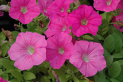 Wave Pink Petunia (Petunia 'Wave Pink') at Mainescape Nursery