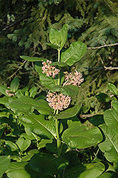 Common Milkweed (Asclepias syriaca) at Mainescape Nursery