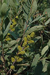 Sweet Gale (Myrica gale) at Mainescape Nursery