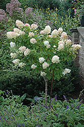 Limelight Hydrangea (tree form) (Hydrangea paniculata 'Limelight (tree form)') at Mainescape Nursery